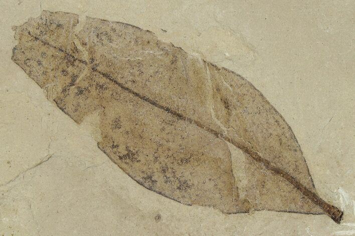 Fossil Laurel Leaf (Persea) - Green River Formation, Utah #331892
